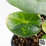 Alocasia 'Nebula' Aurea Variegated (wk27-UI) - Image 6