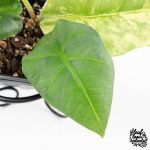 Alocasia 'Nebula' Aurea Variegated (wk27-UI) - Image 4