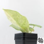 Alocasia 'Nebula' Aurea Variegated (wk27-UI) - Image 7