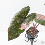 Alocasia 'Plumbea' Pink Variegated (wk25-A) - Image 3