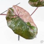 Alocasia 'Plumbea' Pink Variegated (wk25-A) - Image 4