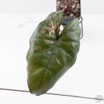 Alocasia 'Plumbea' Pink Variegated (wk25-A) - Image 5