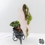 Alocasia Sanderiana Pink Variegated (aka 'Pseudosanderiana') (wk27-F)