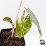 Alocasia Sanderiana Pink Variegated (aka 'Pseudosanderiana') (wk27-F) - Image 4