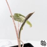 Alocasia Sanderiana Pink Variegated (aka 'Pseudosanderiana') (wk27-F) - Image 5