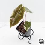 Alocasia Sanderiana Pink Variegated (aka 'Pseudosanderiana') (wk29-B)