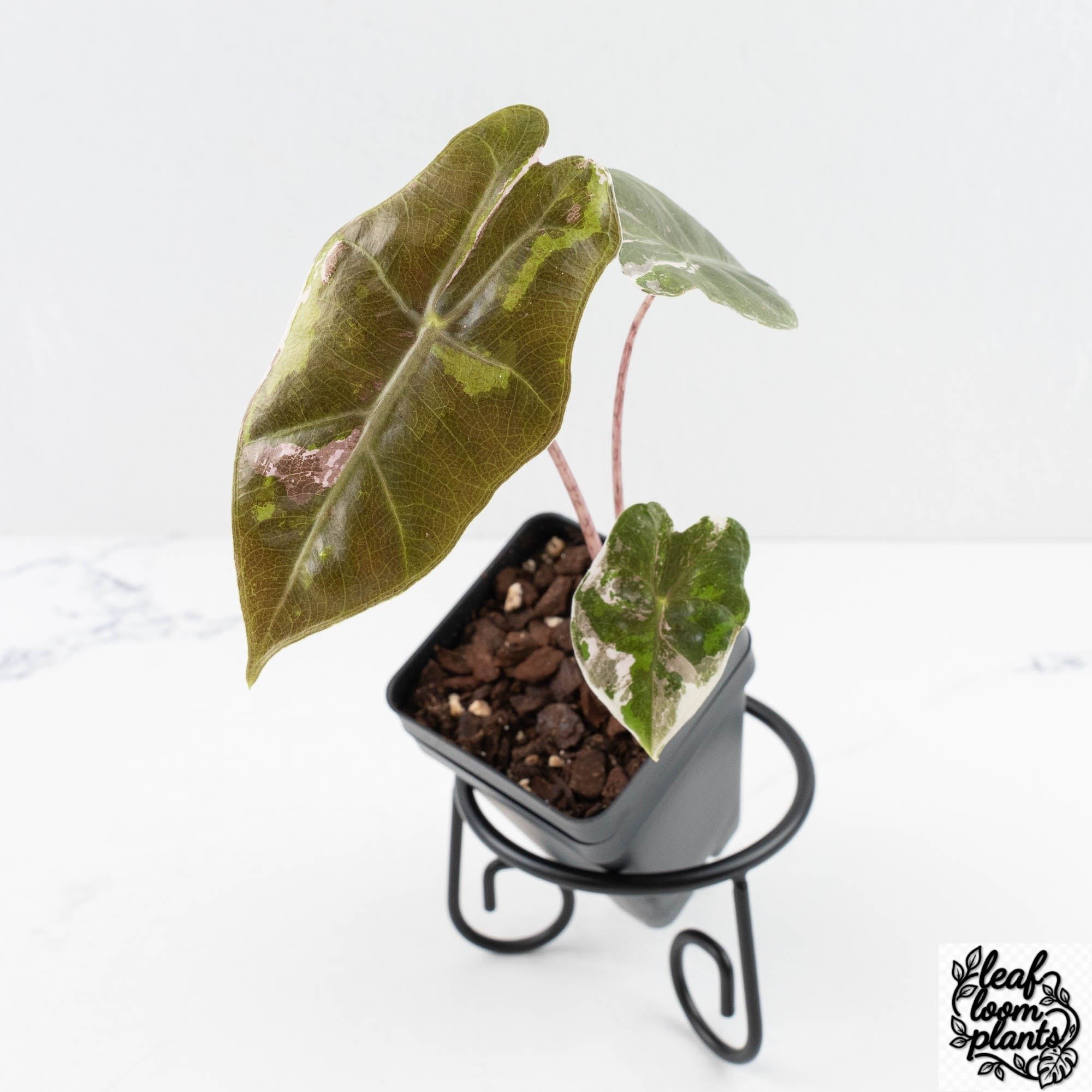 AlocasiaPseudosanderianapink-29B-3-2.jpg Clean Alocasia Sanderiana Pink Variegated (aka 'Pseudosanderiana') (wk29-B) - Image 1