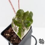 Alocasia Sanderiana Pink Variegated (aka 'Pseudosanderiana') (wk29-B) - Image 3