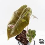 Alocasia Sanderiana Pink Variegated (aka 'Pseudosanderiana') (wk29-B) - Image 4