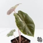 Alocasia Sanderiana Pink Variegated (aka 'Pseudosanderiana') (wk29-B) - Image 5