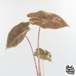 Alocasia Sanderiana Pink Variegated (aka 'Pseudosanderiana') (wk29-B) - Image 6