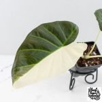 Alocasia 'Regal Shields' albo variegated (wk29-C) - Image 3