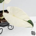 Alocasia 'Regal Shields' albo variegated (wk29-C) - Image 4