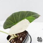 Alocasia 'Regal Shields' albo variegated (wk29-C) - Image 5