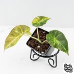 Alocasia 'Regal Shields' aurea variegated (wk27-D)