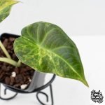 Alocasia 'Regal Shields' aurea variegated (wk27-D) - Image 4