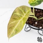 Alocasia 'Regal Shields' aurea variegated (wk27-D) - Image 5