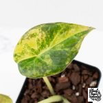 Alocasia 'Regal Shields' aurea variegated (wk27-D) - Image 2