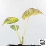 Alocasia 'Regal Shields' aurea variegated (wk27-D) - Image 6