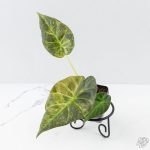 Alocasia 'Regal Shields' aurea variegated (wk26-E)