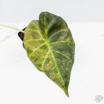 Alocasia 'Regal Shields' aurea variegated (wk26-E) - Image 3