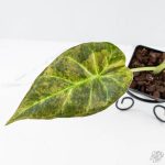 Alocasia 'Regal Shields' aurea variegated (wk26-E) - Image 4