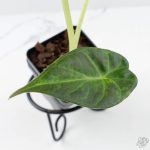 Alocasia 'Regal Shields' aurea variegated (wk26-E) - Image 5