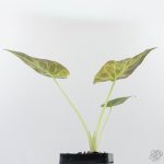 Alocasia 'Regal Shields' aurea variegated (wk26-E) - Image 6