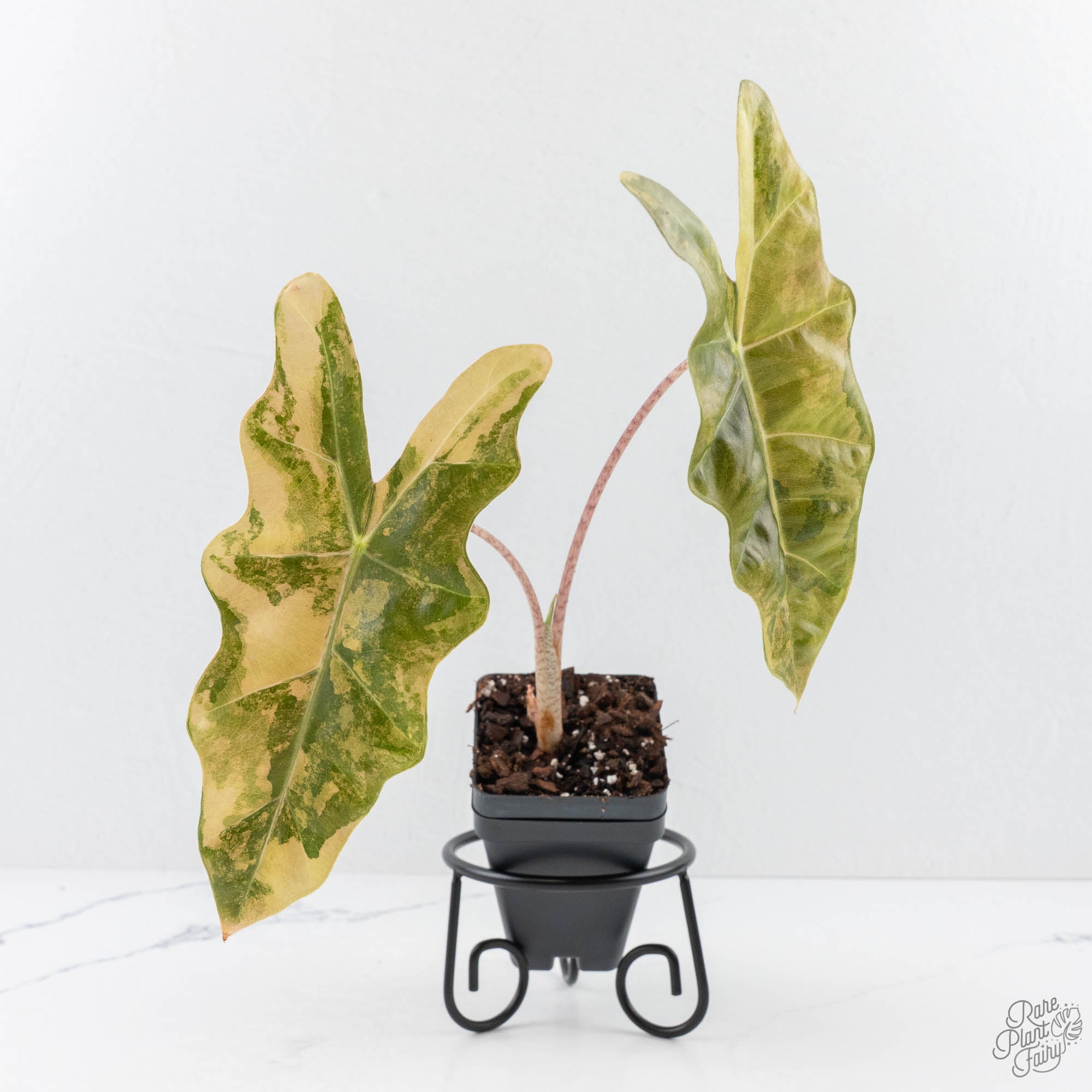 AlocasiaSanderianaaurea-28C-3-2.jpg Alocasia Sanderiana Aurea Variegated (aka 'Pseudosanderiana') (wk28-C) - Image 1