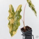 Alocasia Sanderiana Aurea Variegated (aka 'Pseudosanderiana') (wk28-C) - Image 3