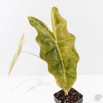Alocasia Sanderiana Aurea Variegated (aka 'Pseudosanderiana') (wk28-C) - Image 4