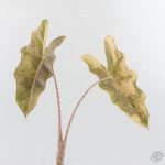 Alocasia Sanderiana Aurea Variegated (aka 'Pseudosanderiana') (wk28-C) - Image 5