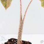 Alocasia Sanderiana Aurea Variegated (aka 'Pseudosanderiana') (wk28-C) - Image 6