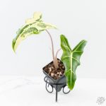 Alocasia Sarian Albo Variegated (wk25-C)