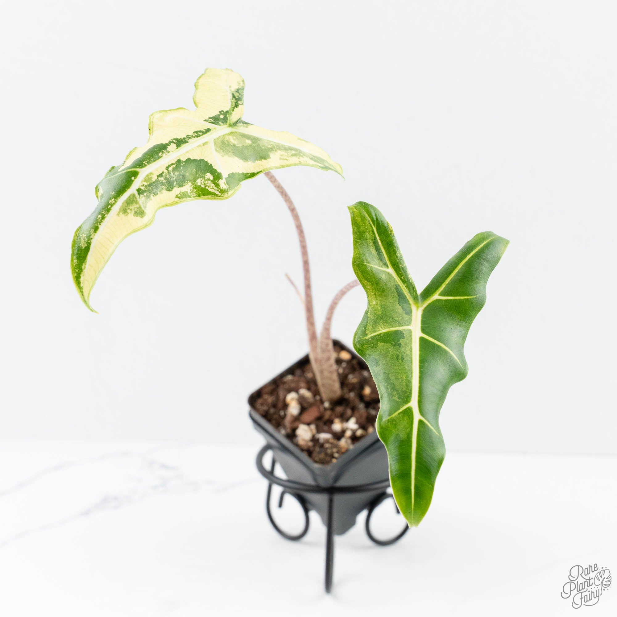 AlocasiaSarianalbovariegated-25C-3-2.jpg Alocasia Sarian Albo Variegated (wk25-C) - Image 1