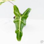 Alocasia Sarian Albo Variegated (wk25-C) - Image 3
