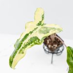 Alocasia Sarian Albo Variegated (wk25-C) - Image 4