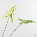 Alocasia Sarian Albo Variegated (wk25-C) - Image 5
