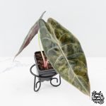Alocasia 'Sedenii' Aurea Variegated (wk30-C)