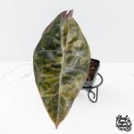 Alocasia 'Sedenii' Aurea Variegated (wk30-C) - Image 3