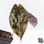 Alocasia 'Sedenii' Aurea Variegated (wk30-C) - Image 4
