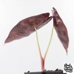 Alocasia 'Sedenii' Aurea Variegated (wk30-C) - Image 5