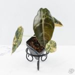 Alocasia 'Sedenii' Aurea Variegated (wk26-A) - Image 3