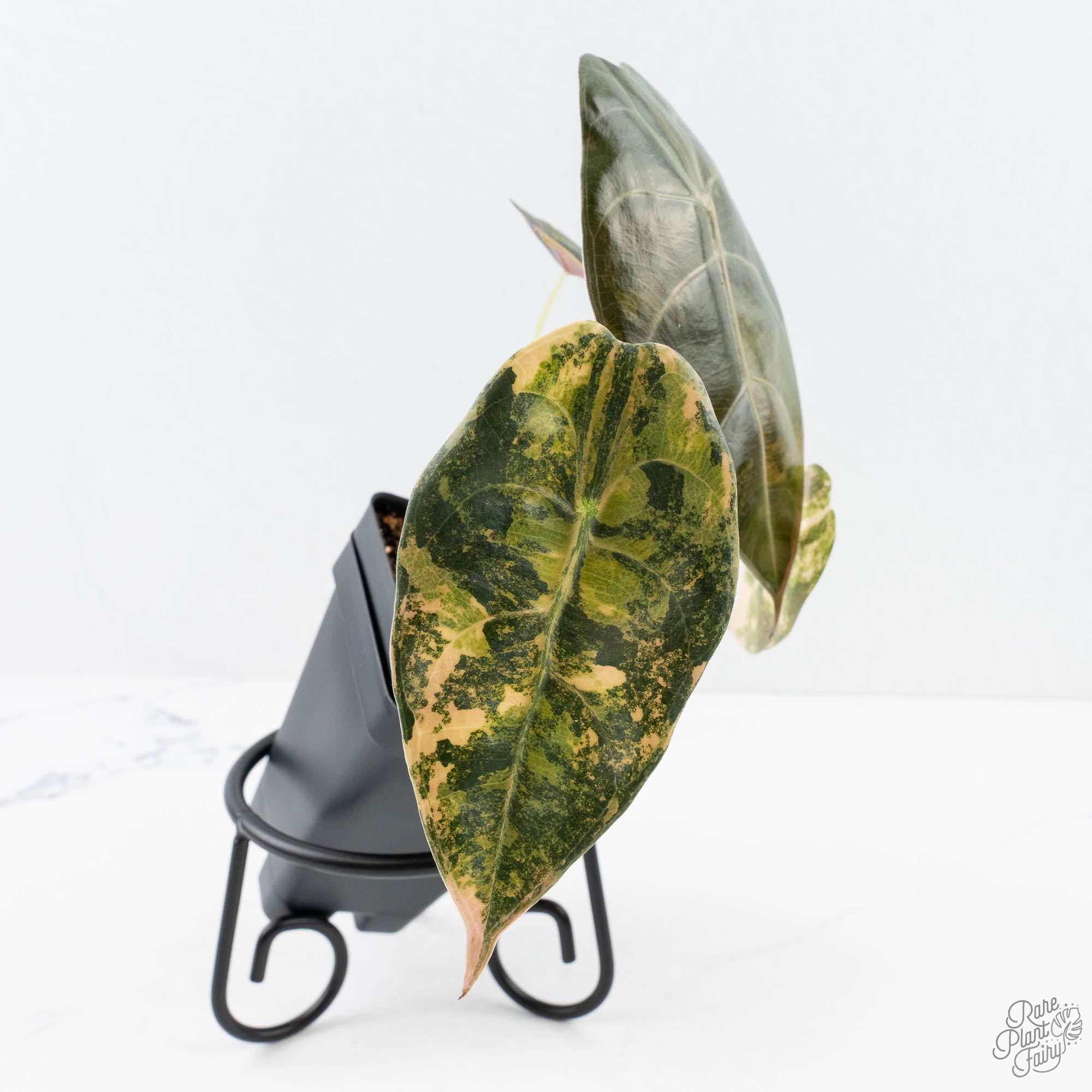 AlocasiaSedeniiaureavariegated-26A-4-2.jpg Alocasia 'Sedenii' Aurea Variegated (wk26-A) - Image 1
