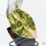 Alocasia 'Sedenii' Aurea Variegated (wk26-A) - Image 6