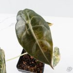 Alocasia 'Sedenii' Aurea Variegated (wk26-A) - Image 5