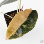 Alocasia 'Sedenii' Aurea Variegated (wk26-A) - Image 2