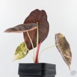 Alocasia 'Sedenii' Aurea Variegated (wk26-A) - Image 7