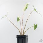 Alocasia Zebrina 'Siberian Tiger' Albo Variegated (wk29-H) - Image 9