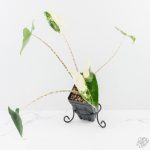 Alocasia Zebrina 'Siberian Tiger' Albo Variegated (wk29-H)